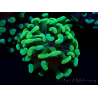 WYSIWYG Euphyllia paraancora (Maricultura aclimatada bajo LED) 4A6