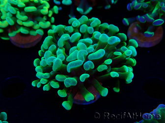 WYSIWYG Euphyllia paraancora (Mariculture acclimaté sous LED) 4B2