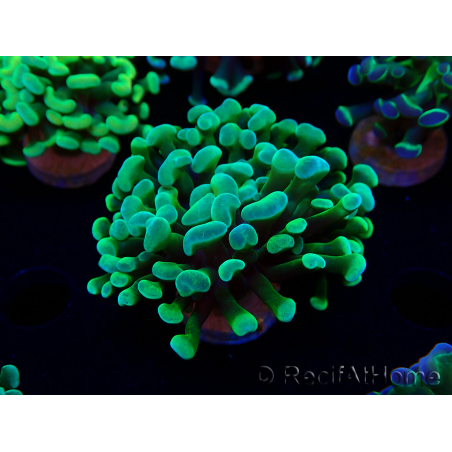 WYSIWYG Euphyllia paraancora (Mariculture acclimaté sous LED) 4B2