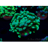 WYSIWYG Euphyllia paraancora (Mariculture acclimated under LED) 4B2