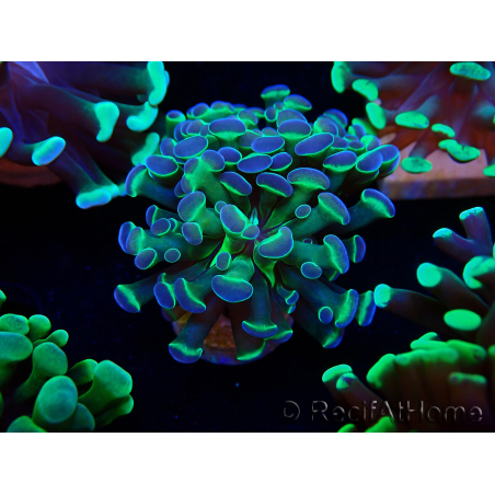 WYSIWYG Euphyllia paraancora (Maricoltura acclimatata sotto LED) 4B5