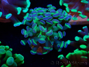 WYSIWYG Euphyllia paraancora (Maricoltura acclimatata sotto LED) 4B5