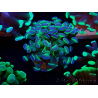 WYSIWYG Euphyllia paraancora (Marikultur unter LED akklimatisiert) 4B5