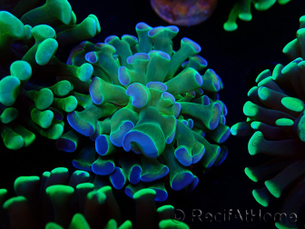 WYSIWYG Euphyllia paraancora (Maricoltura acclimatata sotto LED) 4B6