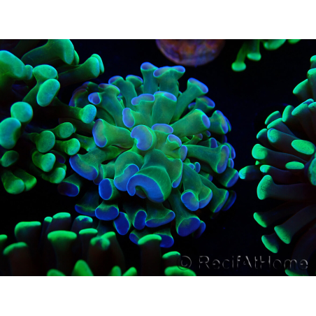 WYSIWYG Euphyllia paraancora (Maricoltura acclimatata sotto LED) 4B6
