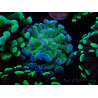 WYSIWYG Euphyllia paraancora (Maricultura aclimatada bajo LED) 4B6