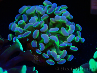 WYSIWYG Euphyllia paraancora (Marikultur unter LED akklimatisiert) 4B5