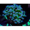 WYSIWYG Euphyllia paraancora (Mariculture acclimaté sous LED) 4B7
