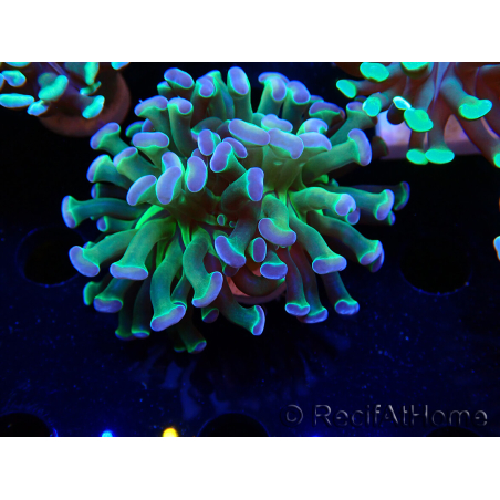WYSIWYG Euphyllia paraancora HOLOGRAM (Mariculture acclimaté sous LED) 4B8
