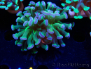 WYSIWYG Euphyllia paraancora (Maricoltura acclimatata sotto LED) 4B6