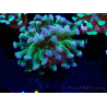 WYSIWYG Euphyllia paraancora (Maricultured acclimated under LED) 4B6