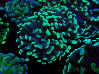 WYSIWYG Euphyllia paraancora (Mariculture acclimaté sous LED) 4C2