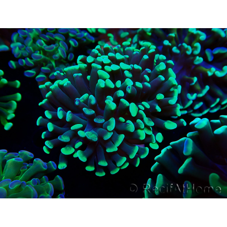 WYSIWYG Euphyllia paraancora (Maricoltura acclimatata sotto LED) 4C2