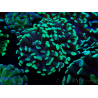 WYSIWYG Euphyllia paraancora (unter LED akklimatisierte Marikultur) 4C2