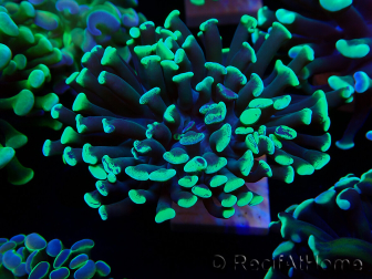 WYSIWYG Euphyllia paraancora (Maricoltura acclimatata sotto LED) 4C3