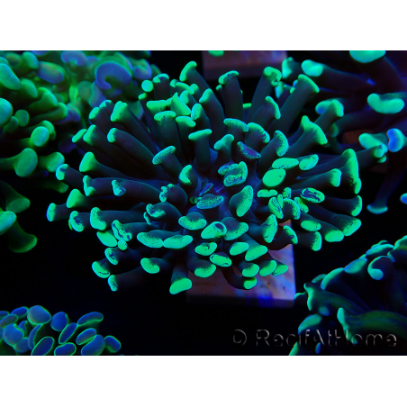 WYSIWYG Euphyllia paraancora (Mariculture acclimaté sous LED) 4C3