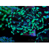 WYSIWYG Euphyllia paraancora (Mariculture acclimaté sous LED) 4C3