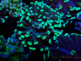 WYSIWYG Euphyllia paraancora (Mariculture acclimated under LED) 4C4