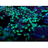 WYSIWYG Euphyllia paraancora (Mariculture acclimated under LED) 4C4