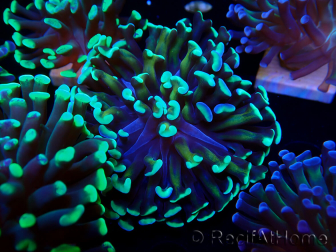 WYSIWYG Euphyllia paraancora (Maricultura aclimatada bajo LED) 4C5