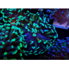 WYSIWYG Euphyllia paraancora (Maricultura aclimatada bajo LED) 4C5