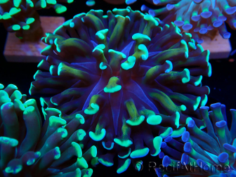 WYSIWYG Euphyllia paraancora (Mariculture acclimaté sous LED) 4C5