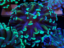 WYSIWYG Euphyllia paraancora (Mariculture acclimaté sous LED) 4C5