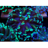 WYSIWYG Euphyllia paraancora (Mariculture acclimaté sous LED) 4C7