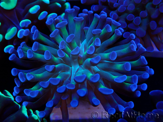 WYSIWYG Euphyllia paraancora (Mariculture acclimated under LED) 4D3