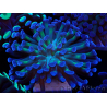 WYSIWYG Euphyllia paraancora (Mariculture acclimated under LED) 4D3