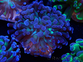 WYSIWYG Euphyllia paraancora (Mariculture acclimated under LED) 4D5