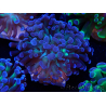 WYSIWYG Euphyllia paraancora (unter LED akklimatisierte Marikultur) 4D5