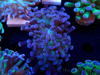 WYSIWYG Euphyllia paraancora (Maricultura aclimatada bajo LED) 4D5