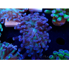 WYSIWYG Euphyllia paraancora (unter LED akklimatisierte Marikultur) 4D5