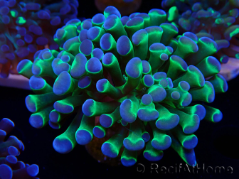 WYSIWYG Euphyllia paraancora (Maricultura aclimatada bajo LED) 4E2