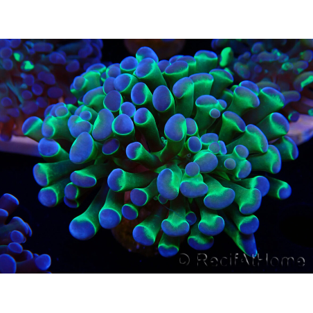 WYSIWYG Euphyllia paraancora (Mariculture acclimated under LED) 4E2