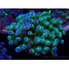 WYSIWYG Euphyllia paraancora (Mariculture acclimated under LED) 4E2