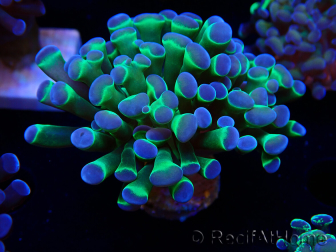 WYSIWYG Euphyllia paraancora (Marikultur akklimatisiert unter LED) 4E3