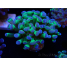 WYSIWYG Euphyllia paraancora (Mariculture acclimaté sous LED) 4E3