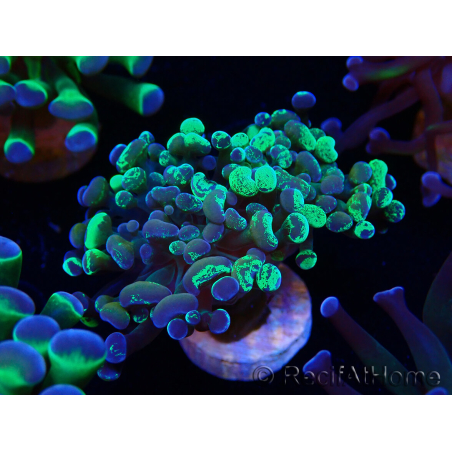WYSIWYG Euphyllia paraancora (Mariculture acclimaté sous LED) 4E5