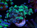 WYSIWYG Euphyllia paraancora (Maricultura acclimatata sotto LED) 4E5