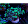 WYSIWYG Euphyllia paraancora (Marikultur unter LED akklimatisiert) 4E5