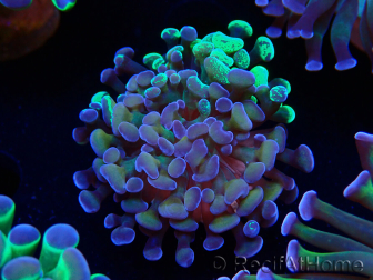 WYSIWYG Euphyllia paraancora (Maricultura aclimatada bajo LED) 4E6