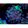WYSIWYG Euphyllia paraancora (Maricultura aclimatada bajo LED) 4E6