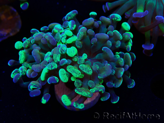 WYSIWYG Euphyllia paraancora (Maricultura aclimatada bajo LED) 4E5