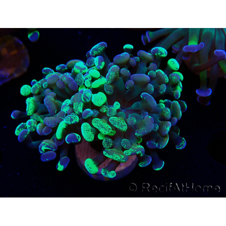 WYSIWYG Euphyllia paraancora (Mariculture acclimaté sous LED) 4E7