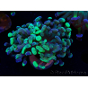 WYSIWYG Euphyllia paraancora (Maricultura aclimatada bajo LED) 4E5
