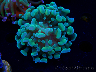 WYSIWYG Euphyllia paraancora (Mariculture acclimaté sous LED) 4F7