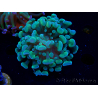 WYSIWYG Euphyllia paraancora (Mariculture acclimaté sous LED) 4F7