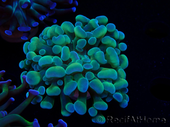 WYSIWYG Euphyllia paraancora (Marikultur unter LED akklimatisiert) 4F6